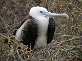 Galapagos 2-1-14 North Seymour Young Frigatebird After the magnificent frigatebird puffs up his red pouch and is successful, the result is a young magnificent frigatebird with a white head and breast.